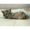 Gatitos Pa' ti & Pa' mi 8