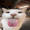 GATINHOS 13