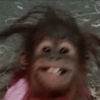 Moods de Changuitos! 🐒 5