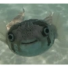 Meme ikan 6