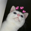 Gatitos tiernos :3 7