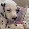 Perritos para reaccionar 🐶🥰💞 8