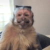 Adesivos de macaquinhos 5