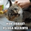 Meme kucing core 🐈 15
