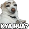 Dogs Funny Reactions  6