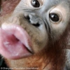 Moods de Changuitos! 🐒 7