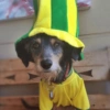 Animais Torcedores Brasil 🇧🇷 6