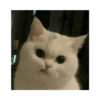 Kucing Lucu 1 12