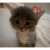 Animalitos tiernos🥰 6