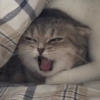 Kucing Lucu 1 28