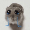 ANIMALITOS 🌟🥹 25