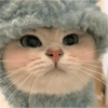 🐈Gatitos Super Cute 💛💟 17