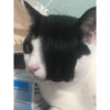 Gatinhos  25
