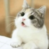 Chi uwu 😻 15