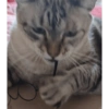 O gato chateado 14