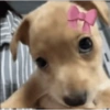 Tiktokcomentarios   13