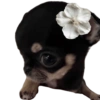 🐒🐹 Animales Graciosos 🐶🐈 10