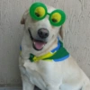 Animais Torcedores Brasil 🇧🇷 12