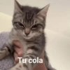 Que risota 20
