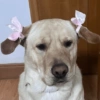 ANIMALITOS 🥺☀️ 8