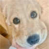 Perritos para reaccionar 🐶🥰💞 7