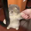 Gatinhos  19