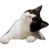 KUCING REACTION  12