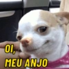SAUDAÇÕES PARA ZAP 11