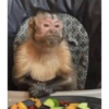 Macaquinhos 20
