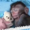 Adesivos de macaquinhos 8