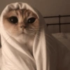 Chi uwu 😻 13