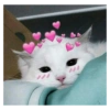 Kucing Lucu 1 16