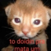 Gatinhos  7