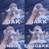 Meme kucing core 🐈 5