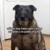 Que risota 13