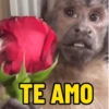 MACACOS 🙈 (COM TEXTO) 14
