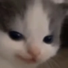 Gatitos Pa' ti & Pa' mi 5