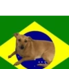 Animais Torcedores Brasil 🇧🇷 21