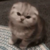 Gatinhos. | @ocenferios  Haki. 11