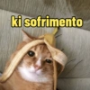 As melhores de Gatinhos 🌻😸 7
