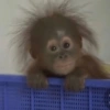 Moods de Changuitos! 🐒 6