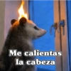 🧿 Tlacuache/ zariguella🦡 17