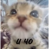 Gatitos Pa' ti & Pa' mi 11