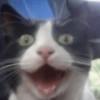 REAÇÕES DE GATOS FOFISS❤️❤️ 12