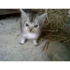 Gatitos Pa' ti & Pa' mi 12