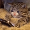 Gatitos   8