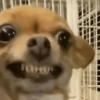 ANIMALITOS 🥺☀️ 7
