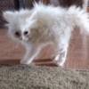 Gatitos Pa' ti & Pa' mi 14