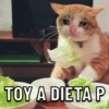 Gatos 6