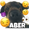 PERRITO CUTE 9